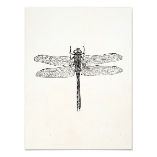 Vintage American Dragonfly Dragon Fly Template Photo Print