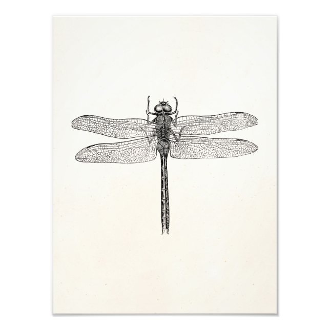 Vintage American Dragonfly Dragon Fly Template Photo Print (Front)