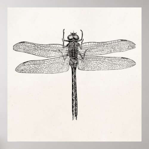 Vintage American Dragonfly Dragon Fly Template Poster