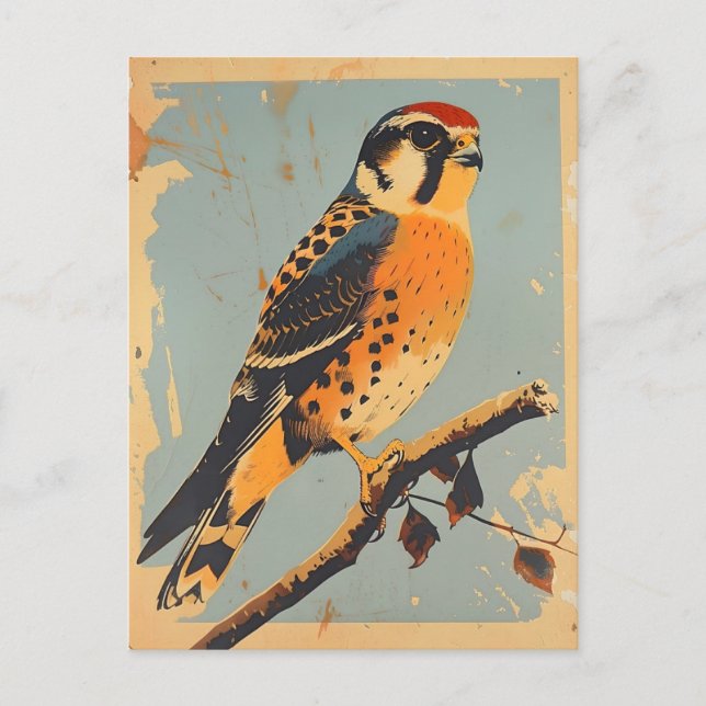 Vintage American Kestrel Illustration Postcard (Front)