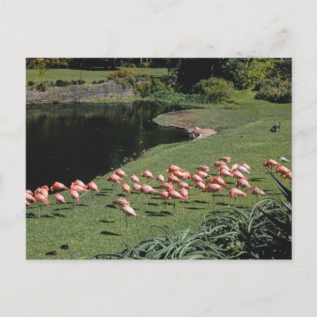 Vintage American Scenery  Postcard (Front)