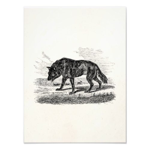 Vintage American Wolf 1800s Wolves Illustration Photo Print
