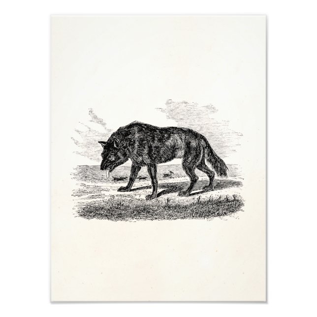 Vintage American Wolf 1800s Wolves Illustration Photo Print (Front)