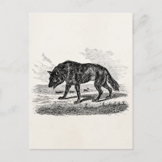 Vintage American Wolf 1800s Wolves Illustration Postcard (Front)