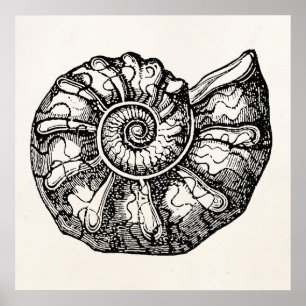 Vintage Ammonite Seashell Fossil Shell Template Poster