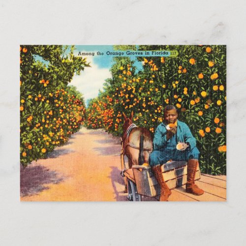 Vintage Among the Orange Groves in Florida Travel Postcard
