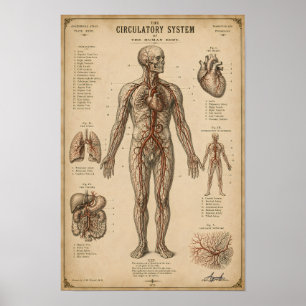 Vintage Anatomical Circulatory System Poster