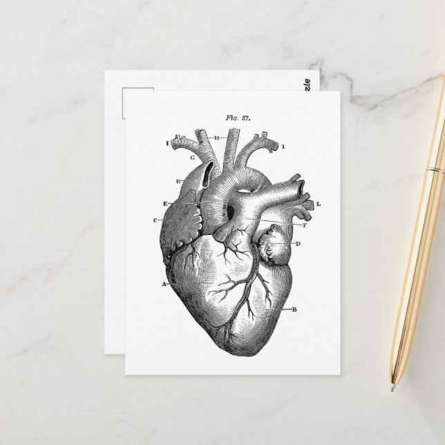 Vintage Anatomical Drawing Human Heart Postcard (Front/Back In Situ)