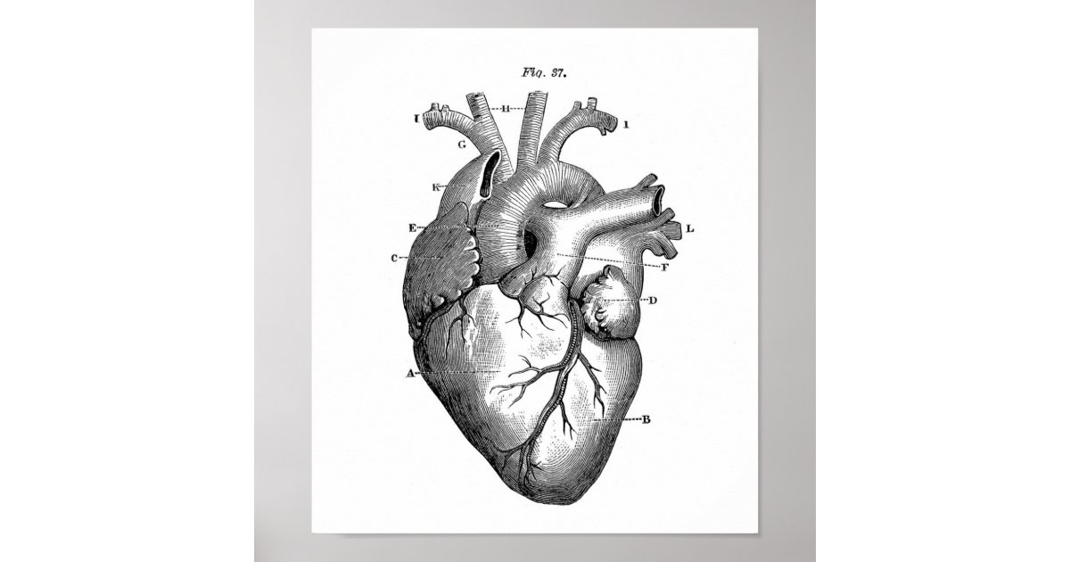 Simple Human Heart - Dual View - Vintage Anatomy Poster Drawing by Vintage  Anatomy Prints - Fine Art America