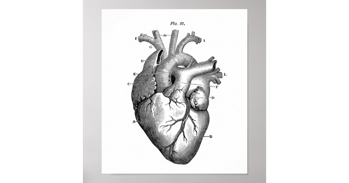 human heart black and white drawing