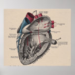 Vintage Anatomical Heart Diagram Poster at Zazzle