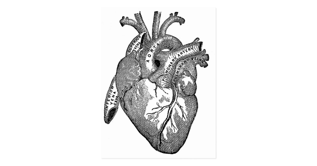 Vintage Anatomical Heart Postcard | Zazzle.com