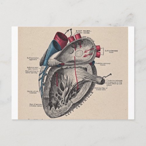 Vintage Anatomical Heart Postcard