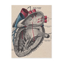 Vintage Anatomical Heart