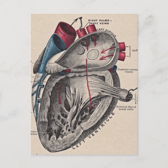 Vintage Anatomical Heart Postcard (Front)