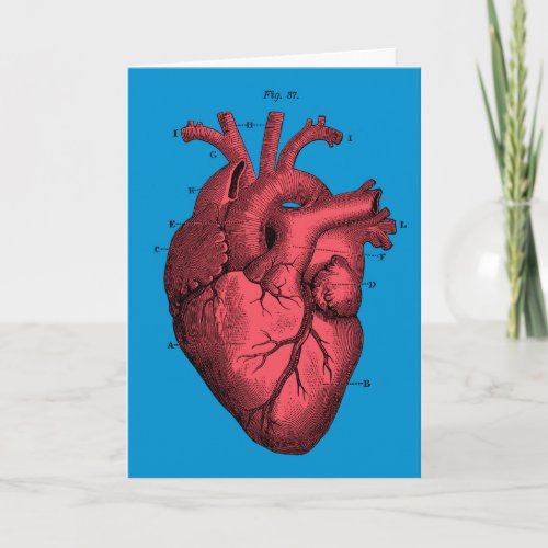 Vintage Anatomical Heart Valentines Day Holiday Card