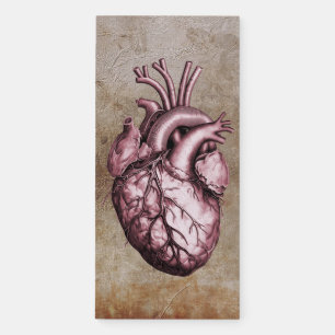 Vintage anatomical illustration of the human heart magnetic notepad