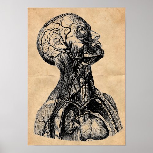Vintage Anatomical Illustration of the Upper Body Poster