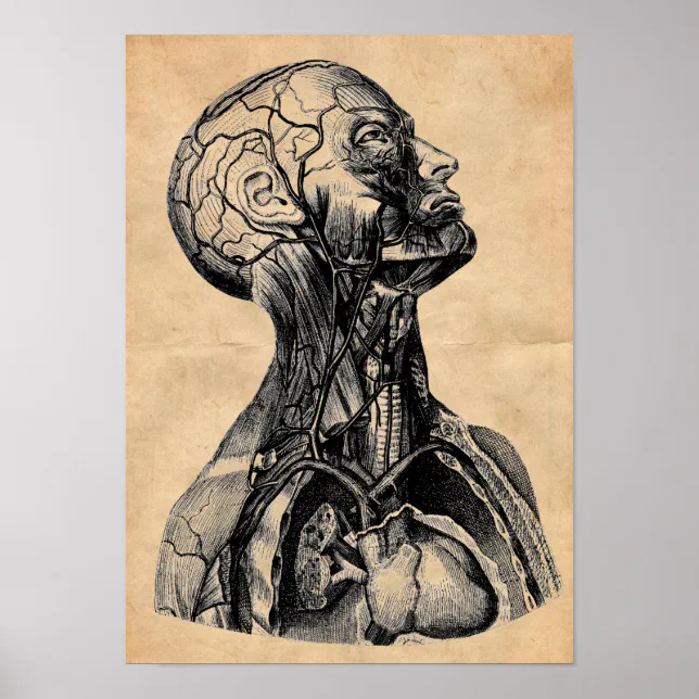 Vintage Anatomical Illustration of the Upper Body Poster | Zazzle