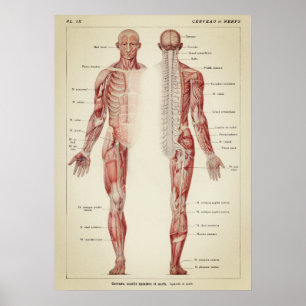 Vintage Anatomical Illustration Poster