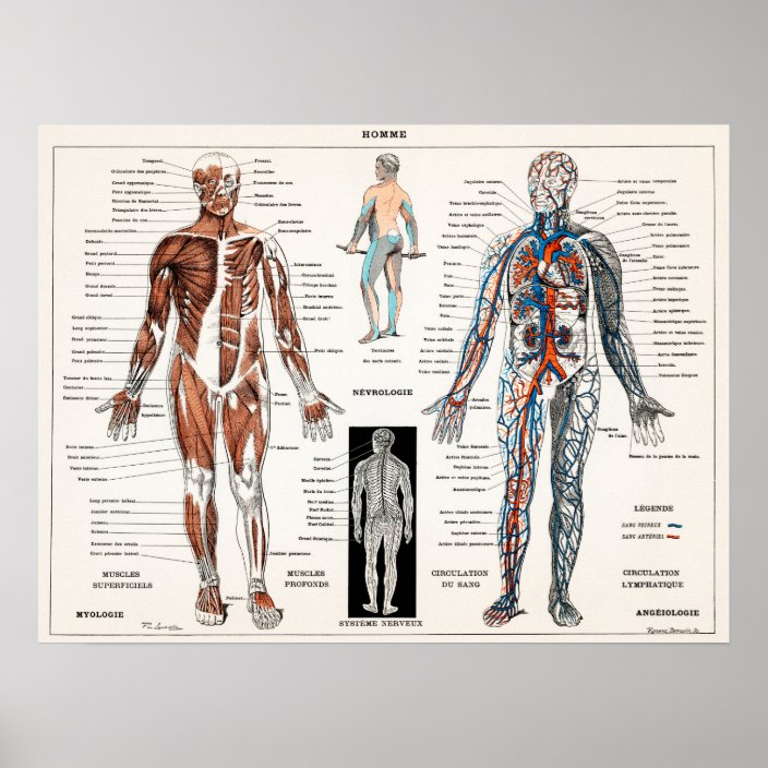 Vintage Anatomical Illustration Poster | Zazzle.com