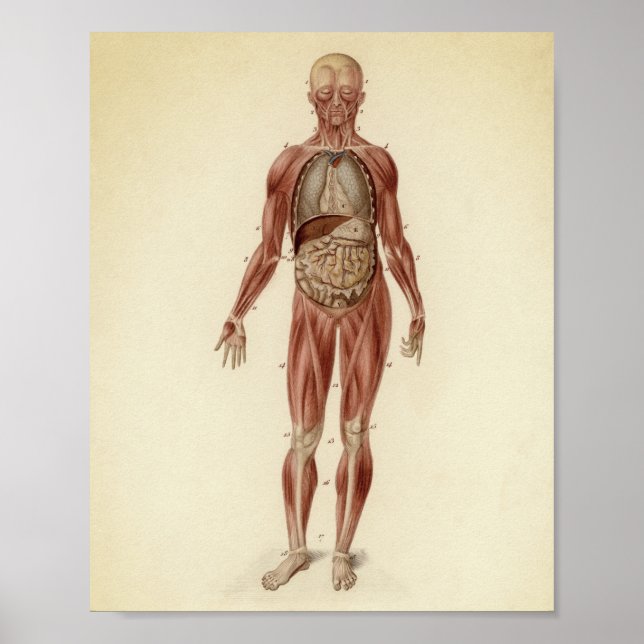 Vintage Anatomical Illustration Poster (Front)
