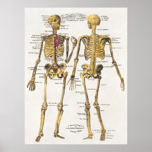 Vintage Anatomical Illustration Poster