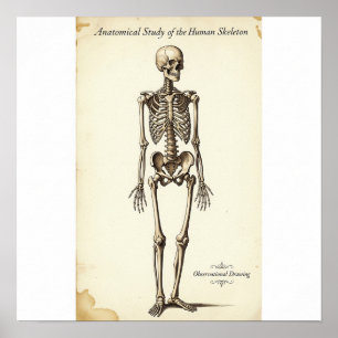 Vintage Anatomical Study Poster