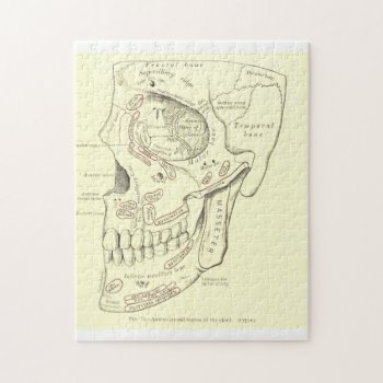 Vintage Anatomy Anterolateral Region Of The Skull Jigsaw Puzzle by vintage_anatomy at Zazzle