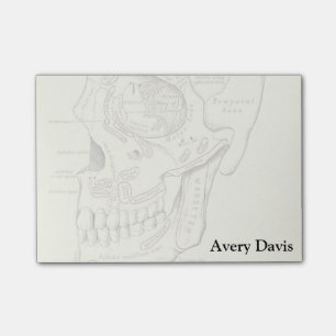 Vintage Anatomy Anterolateral region of the skull Post-it Notes