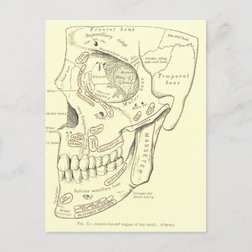 Vintage Anatomy Anterolateral region of the skull Postcard