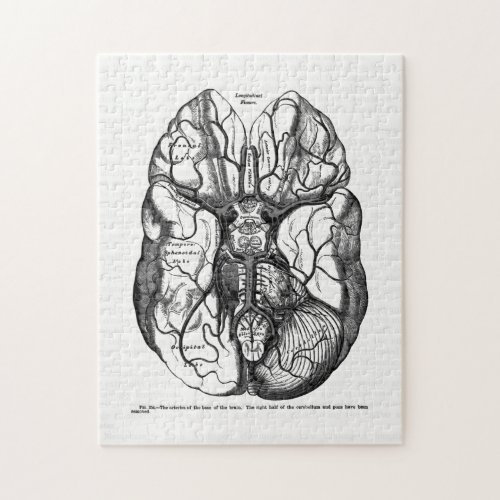 Vintage Anatomy Art Arteries of the Human Brain Jigsaw Puzzle
