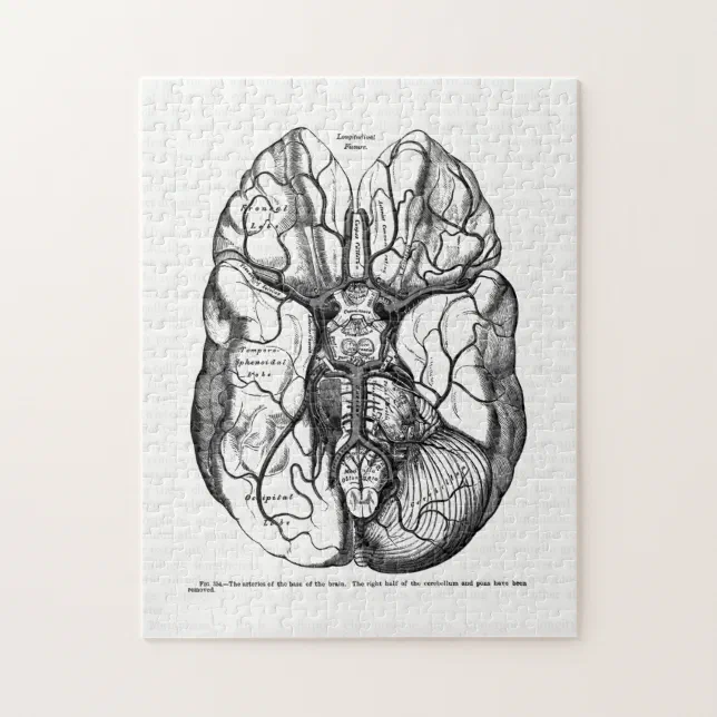 Vintage Anatomy Art Arteries of the Human Brain Jigsaw Puzzle | Zazzle