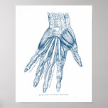 Vintage Anatomy Art Muscles Of The Hand Blue Poster at Zazzle