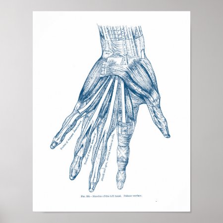 Vintage Anatomy Art Muscles Of The Hand Blue Poster