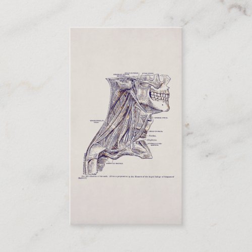 Vintage Anatomy Art Neck Muscle old paper Business Card