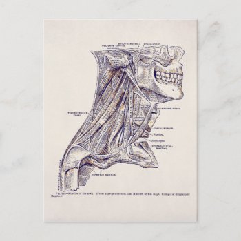 Vintage Anatomy Art Neck Muscles Old Paper Postcard by vintage_anatomy at Zazzle