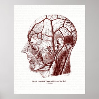 Vintage Anatomy Art Nerves Of The Human Head Poster by vintage_anatomy at Zazzle