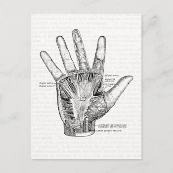 Vintage Anatomy Art The Palm Of The Hand Postcard by vintage_anatomy at Zazzle