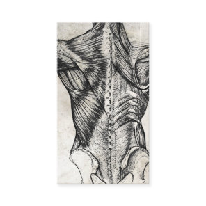 Vintage Anatomy Back Business Cards