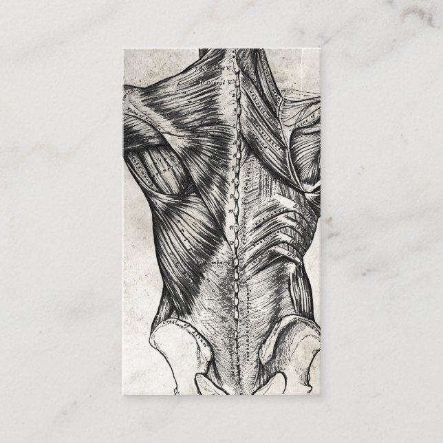 Vintage Anatomy Back Business Cards (Front)