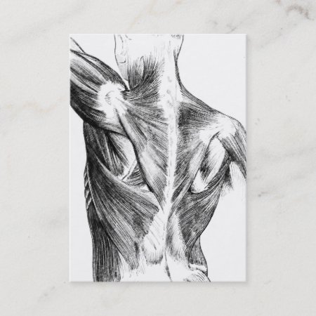 Vintage Anatomy | Back Muscles  (circa 1852) | B/w Business Card