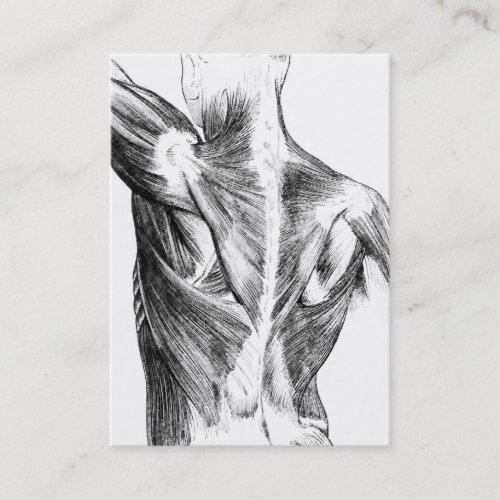 Vintage Anatomy  Back Muscles  circa 1852  BW Business Card