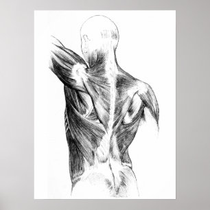 Vintage Anatomy Back Muscles (circa 1852) B/W Poster
