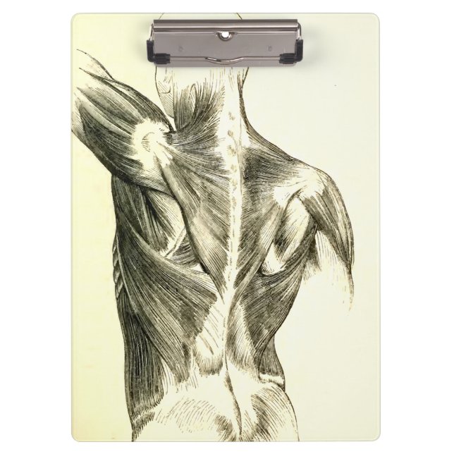 Vintage Anatomy | Back Muscles (circa 1852) Clipboard (Front)