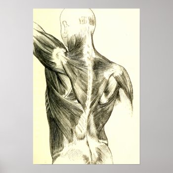 Vintage Anatomy | Back Muscles (circa 1852) Poster by vintage_anatomy at Zazzle
