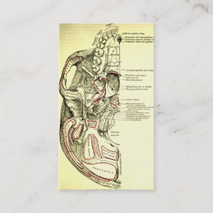 Vintage Anatomy Base of the skull external Business Card