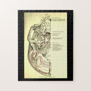 Vintage Anatomy Base Of The Skull External Jigsaw Puzzle by vintage_anatomy at Zazzle
