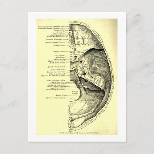 Vintage Anatomy  Base of the skull Inner surface Postcard