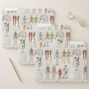 Vintage Anatomy Biology Illustrations File Folder